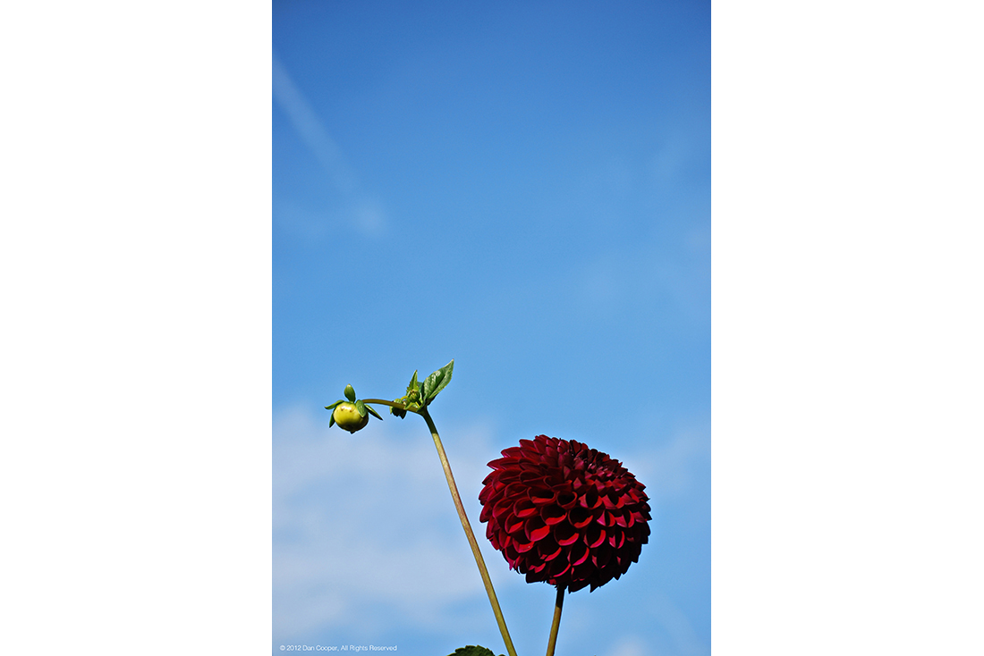 Red Flower and Bud